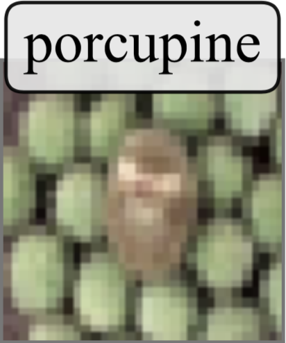 Mislabeled CIFAR100 Sample: Porcupine