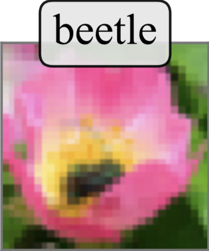 Mislabeled CIFAR100 Sample: Beetle