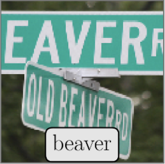 Mislabeled ImageNet Sample: Beaver