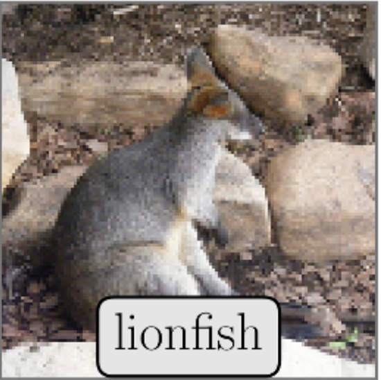 Mislabeled ImageNet Sample: Lionfish
