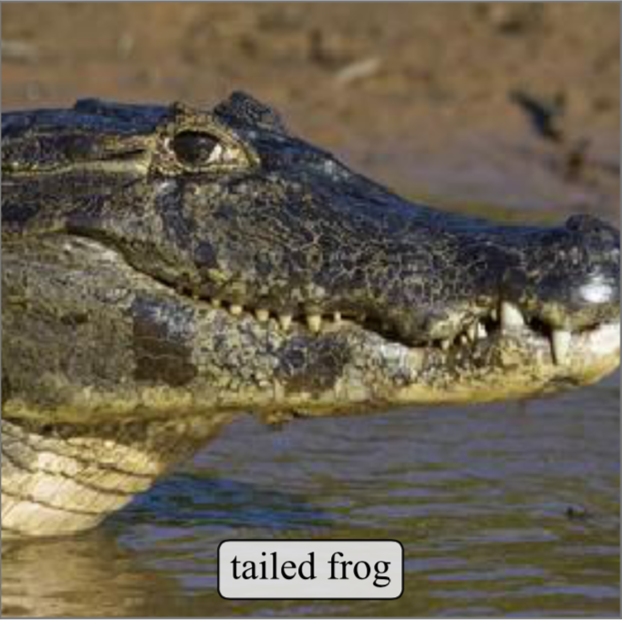 Mislabeled WebVision50 Sample: Tailed Frog