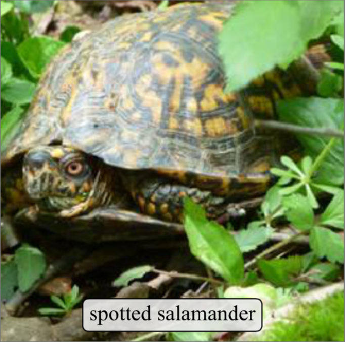 Mislabeled WebVision50 Sample: Spotted Salamander