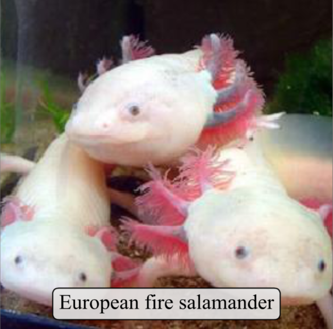 Mislabeled WebVision50 Sample: European Fire Salamander